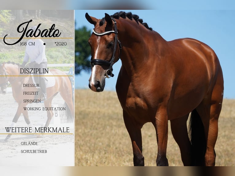 Other Breeds Gelding 5 years 16,1 hh Brown in Nettersheim