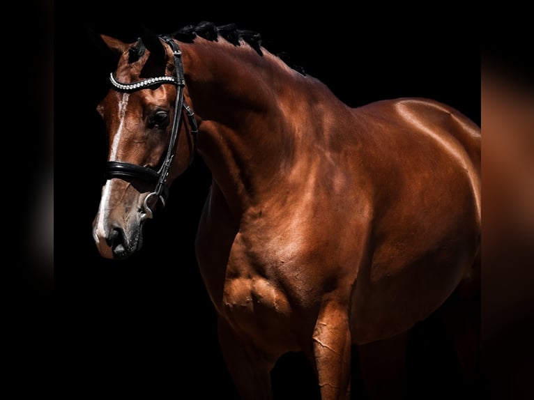 Other Breeds Gelding 5 years 16,1 hh Brown in Nettersheim
