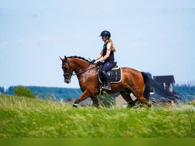 Other Breeds Gelding 5 years 16,1 hh Brown in Nettersheim