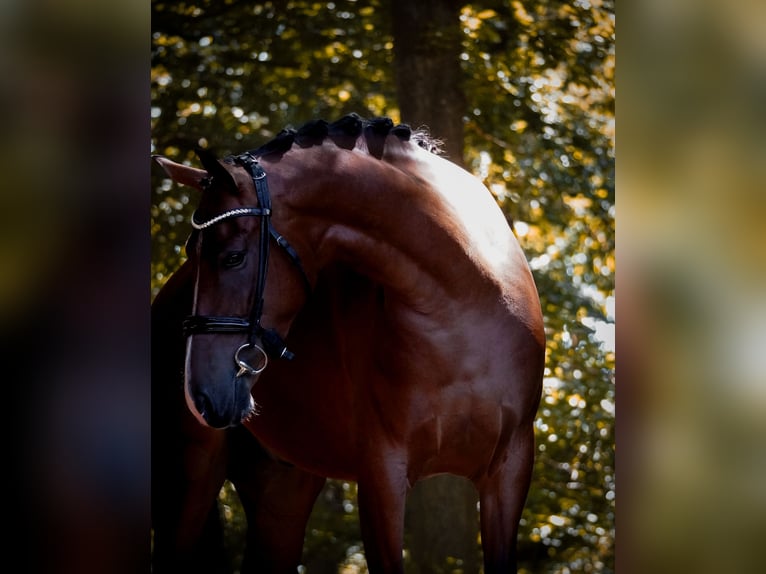 Other Breeds Gelding 5 years 16,1 hh Brown in Nettersheim