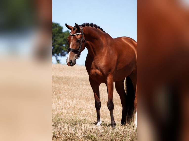 Other Breeds Gelding 5 years 16,1 hh Brown in Nettersheim