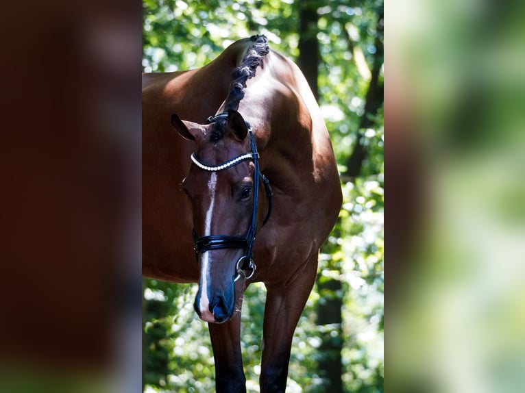 Other Breeds Gelding 5 years 16,1 hh Brown in Nettersheim