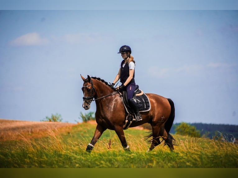 Other Breeds Gelding 5 years 16,1 hh Brown in Nettersheim