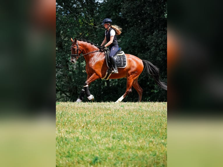 Other Breeds Gelding 5 years 16,1 hh Brown in Nettersheim