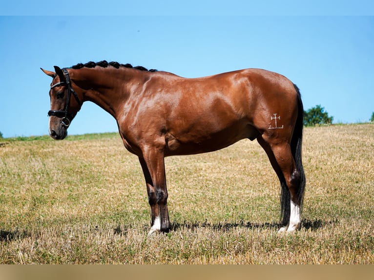 Other Breeds Gelding 5 years 16,1 hh Brown in Nettersheim
