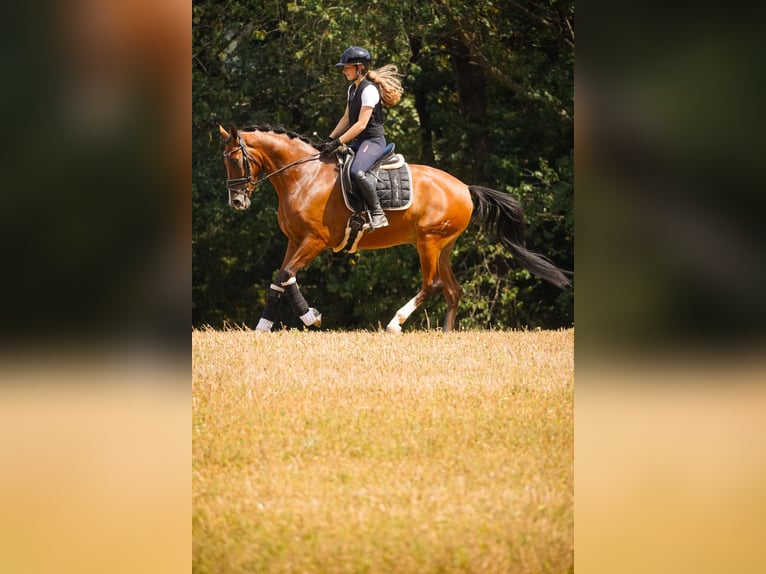 Other Breeds Gelding 5 years 16,1 hh Brown in Nettersheim