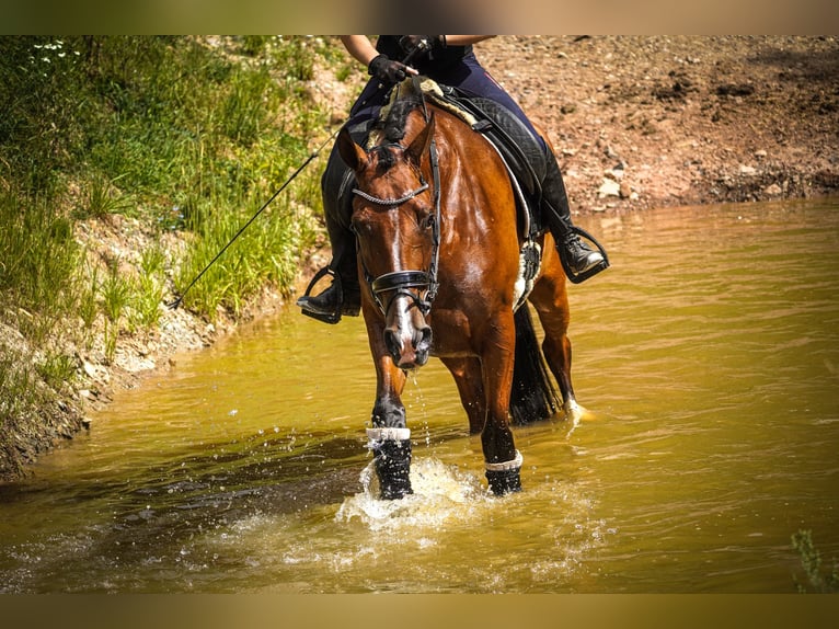 Other Breeds Gelding 5 years 16,1 hh Brown in Nettersheim