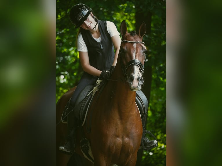 Other Breeds Gelding 5 years 16,1 hh Brown in Nettersheim