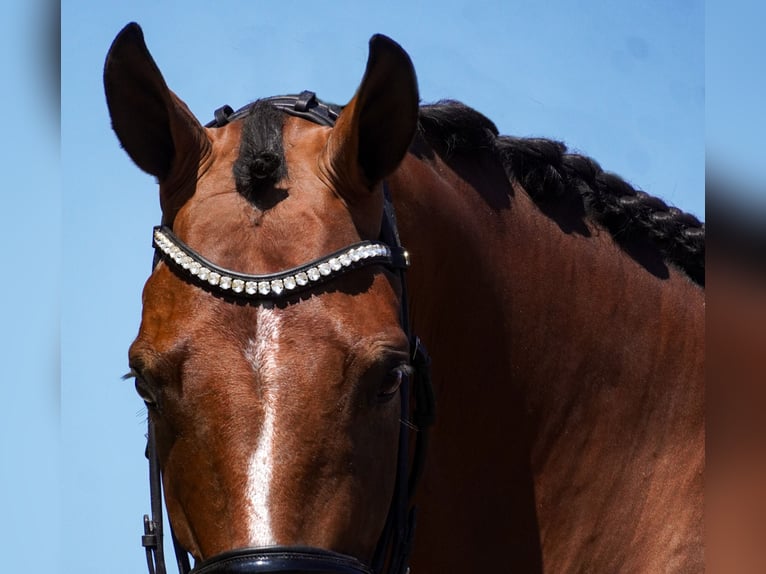 Other Breeds Gelding 5 years 16,1 hh Brown in Nettersheim