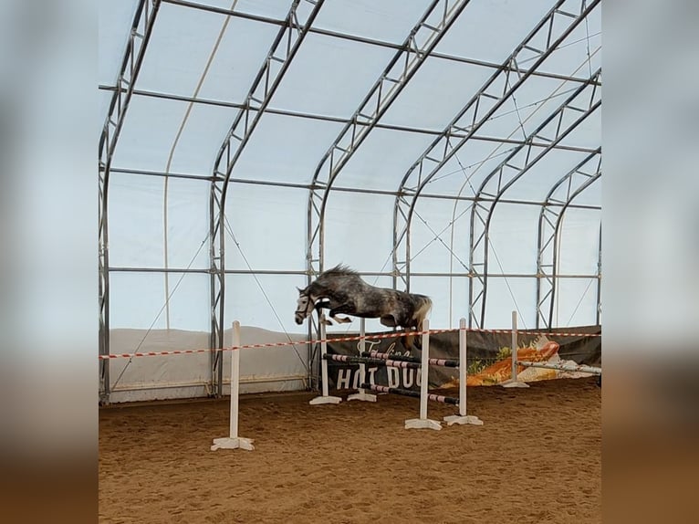 Other Breeds Gelding 5 years 16,1 hh Grey in tartu