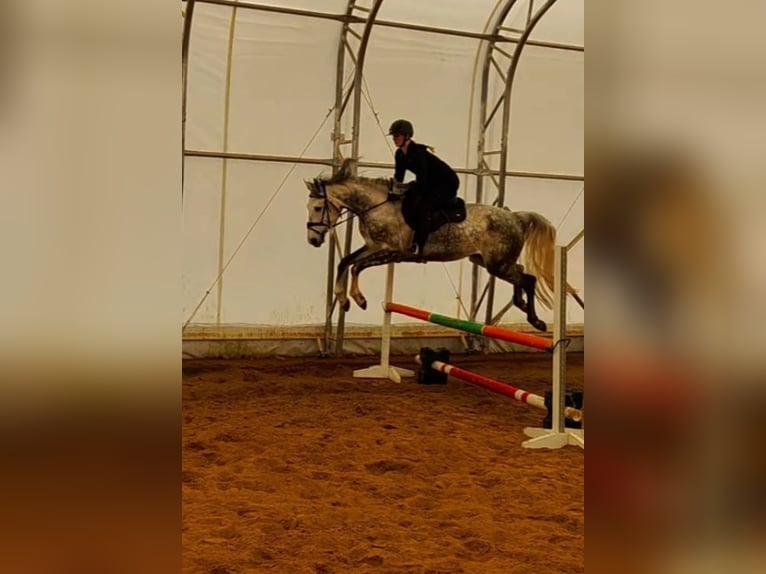 Other Breeds Gelding 5 years 16,1 hh Grey in tartu
