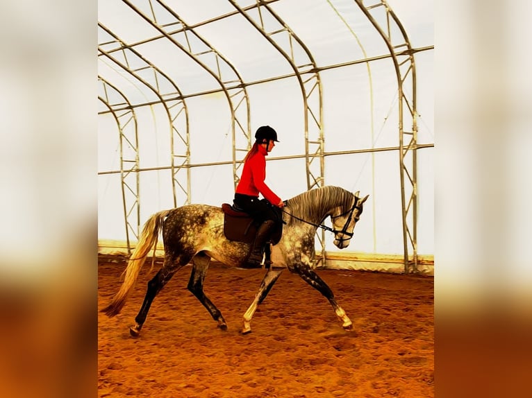 Other Breeds Gelding 5 years 16,1 hh Grey in tartu