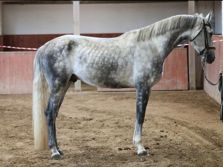Other Breeds Gelding 5 years 16,1 hh Grey in tartu