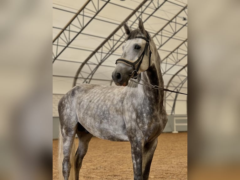 Other Breeds Gelding 5 years 16,1 hh Grey in tartu