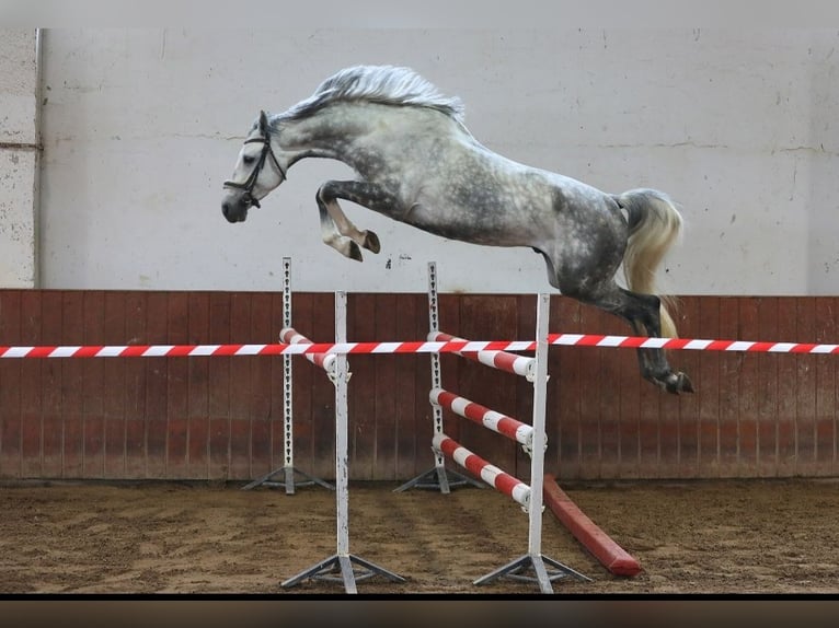 Other Breeds Gelding 5 years 16,1 hh Grey in tartu