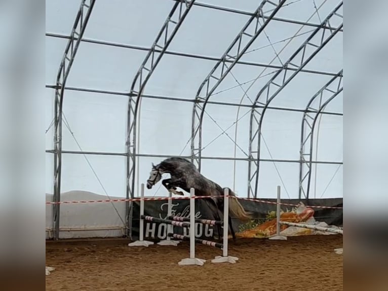 Other Breeds Gelding 5 years 16,1 hh Grey in tartu