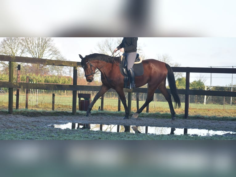 Other Breeds Gelding 5 years 17 hh Brown in Achtmaal