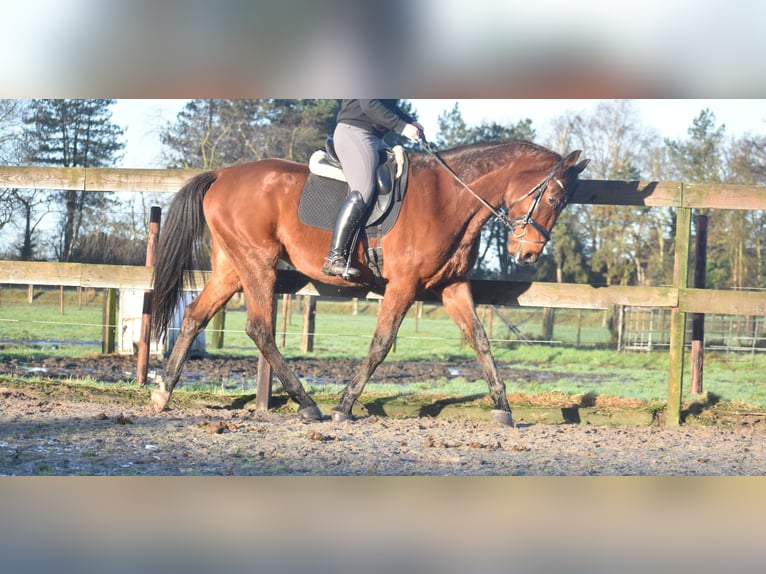 Other Breeds Gelding 5 years 17 hh Brown in Achtmaal