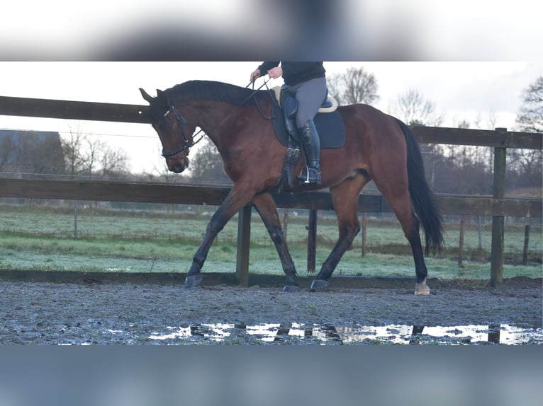 Other Breeds Gelding 5 years 17 hh Brown in Achtmaal