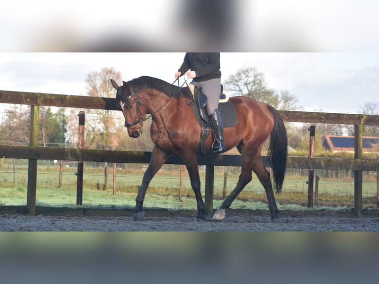 Other Breeds Gelding 5 years 17 hh Brown in Achtmaal