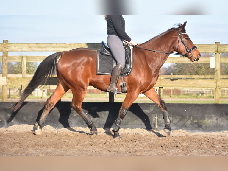 Other Breeds Gelding 5 years 17 hh Brown in Achtmaal