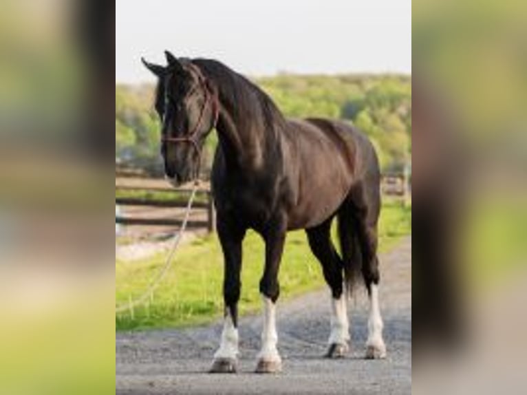 Other Breeds Gelding 5 years Black in Honey Brook