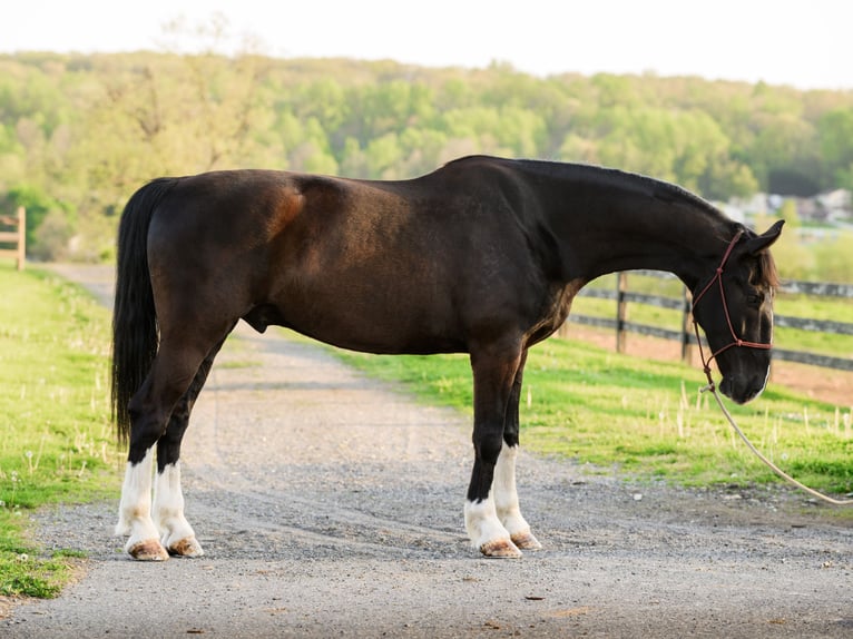 Other Breeds Gelding 5 years Black in Honey Brook