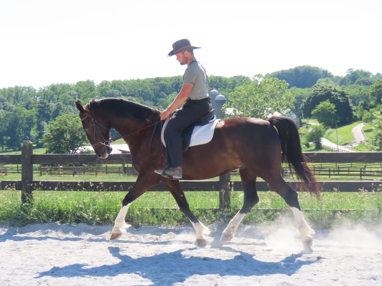 Other Breeds Gelding 5 years Black in Honey Brook