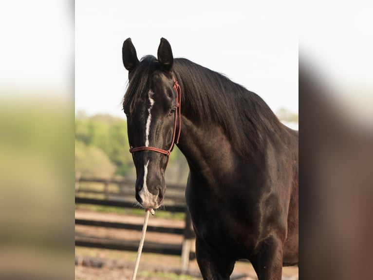 Other Breeds Gelding 5 years Black in Honey Brook