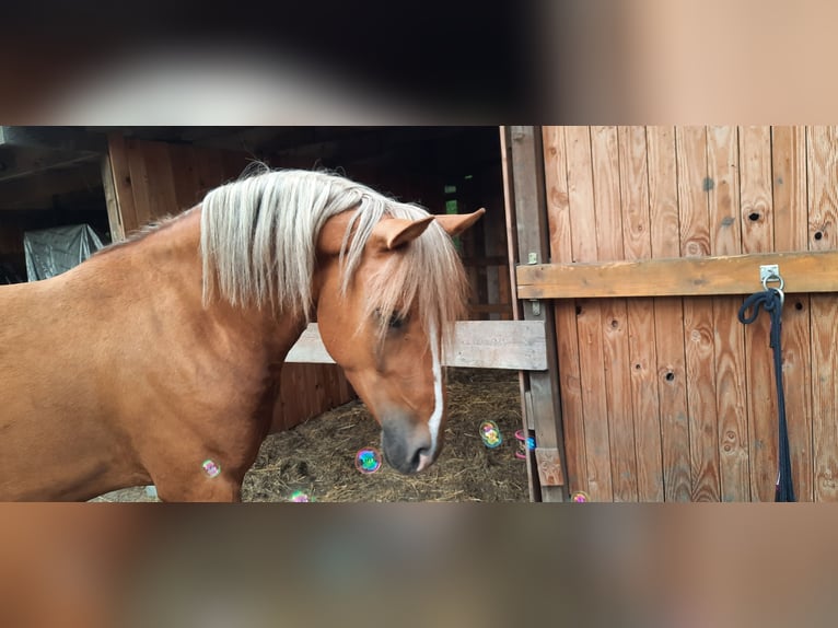 Other Breeds Mix Gelding 5 years Chestnut-Red in Schönebeck (Elbe)