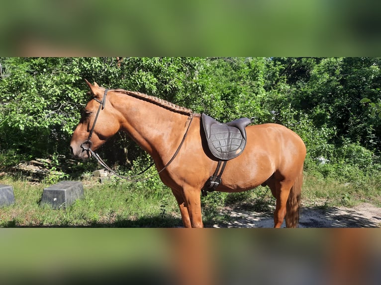 Other Breeds Mix Gelding 5 years Chestnut-Red in Schönebeck (Elbe)