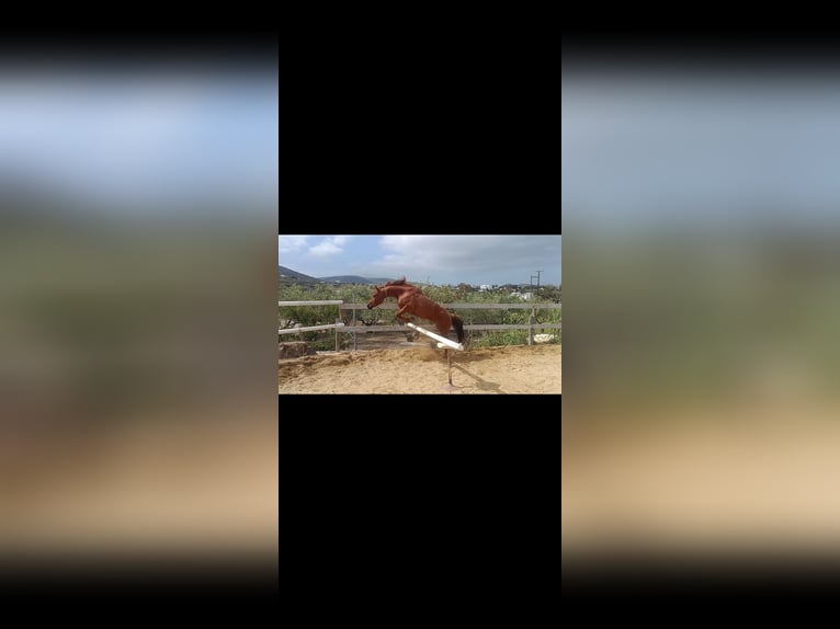 Other Breeds Mix Gelding 5 years Chestnut-Red in Paros