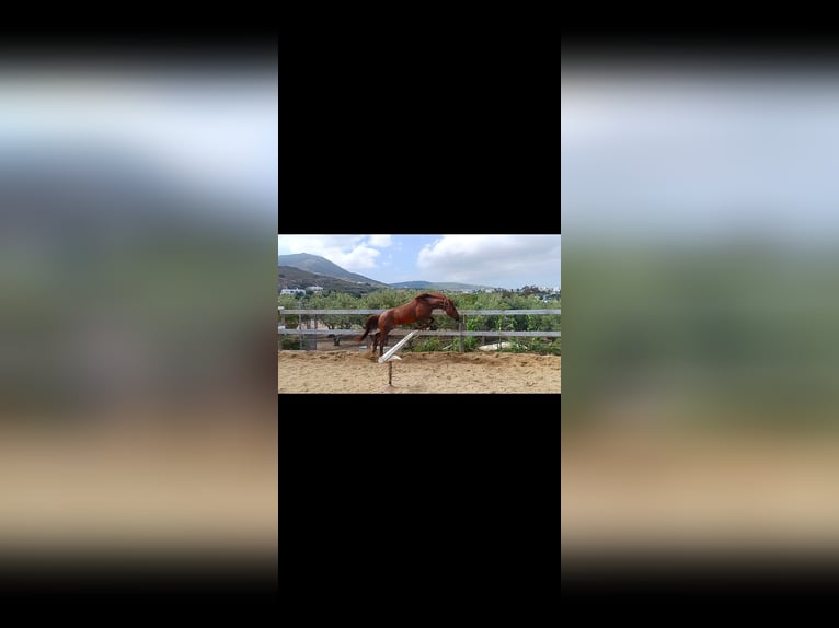 Other Breeds Mix Gelding 5 years Chestnut-Red in Paros