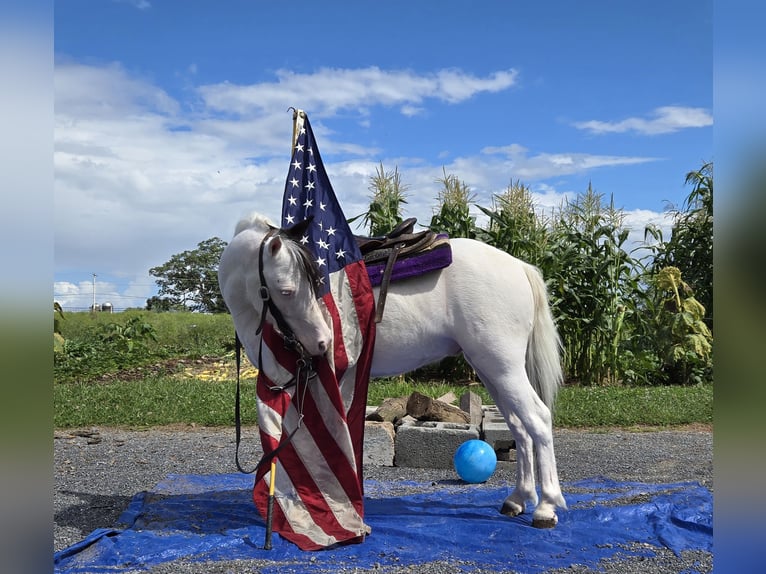 Other Breeds Gelding 6 years 10 hh Pinto in Allenwood