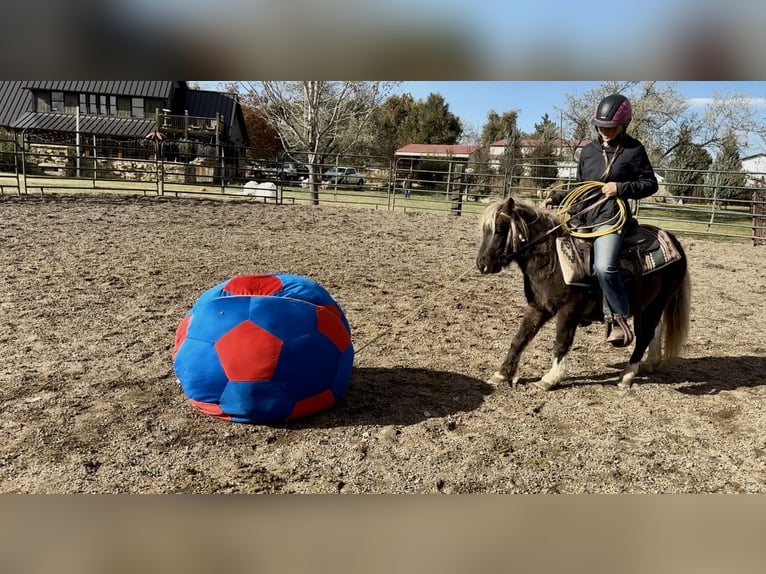 Other Breeds Gelding 6 years 10 hh Pinto in Fort Collins