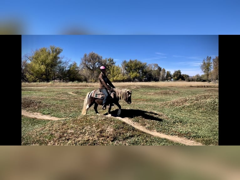 Other Breeds Gelding 6 years 10 hh Pinto in Fort Collins