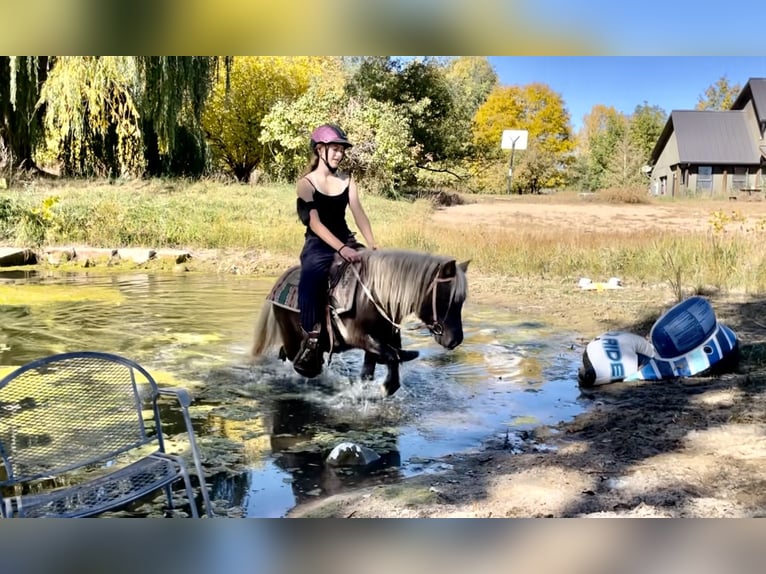 Other Breeds Gelding 6 years 10 hh Pinto in Fort Collins