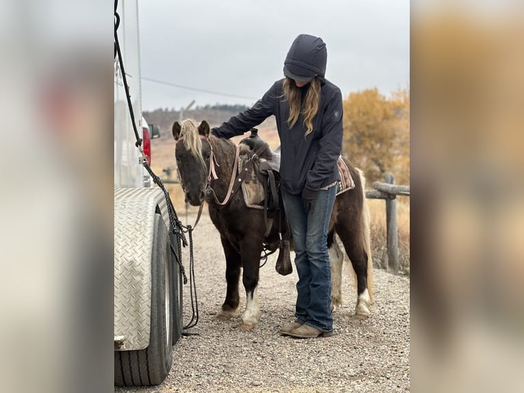 Other Breeds Gelding 6 years 10 hh Pinto in Fort Collins