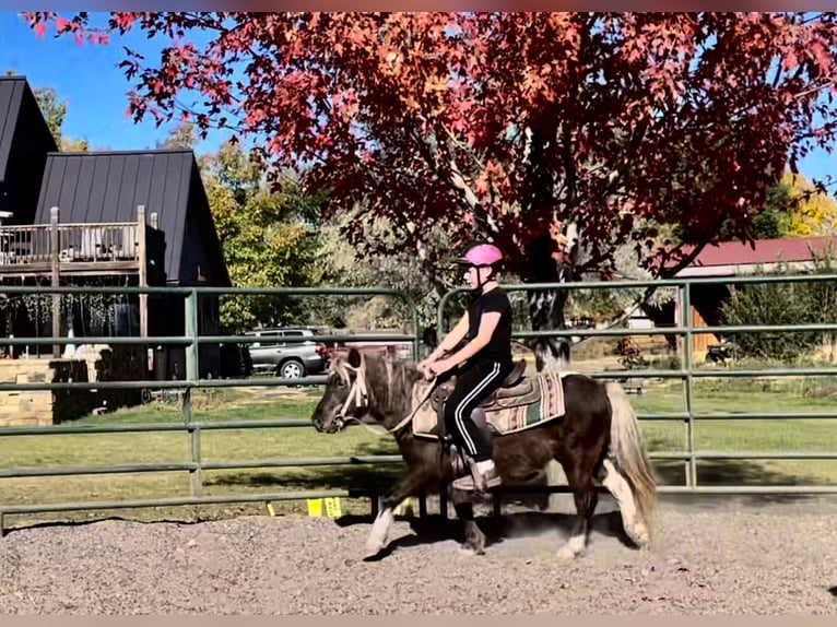 Other Breeds Gelding 6 years 10 hh Pinto in Fort Collins