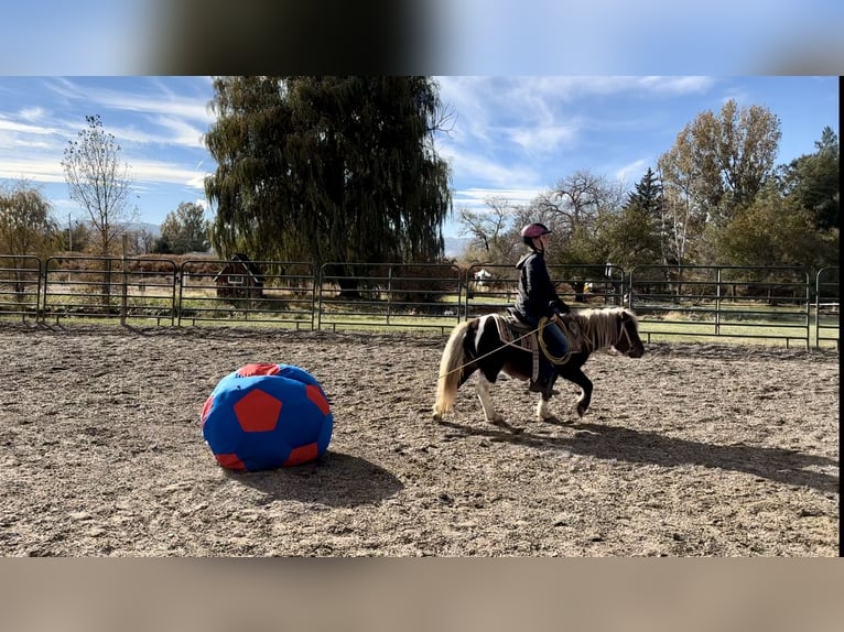 Other Breeds Gelding 6 years 10 hh Pinto in Fort Collins