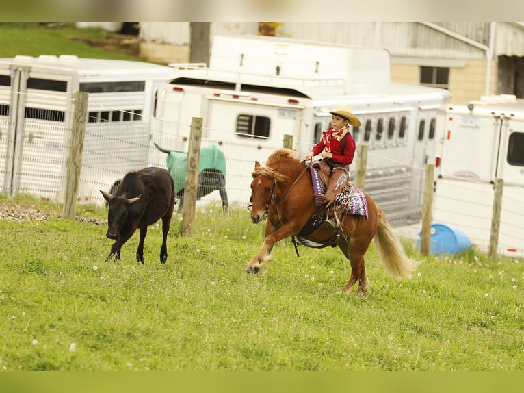 Other Breeds Gelding 6 years 11.1 hh Sorrel in Millersburg