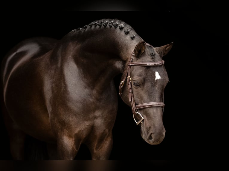 Other Breeds Gelding 6 years 12.1 hh Black in Oost West en Middelbeers