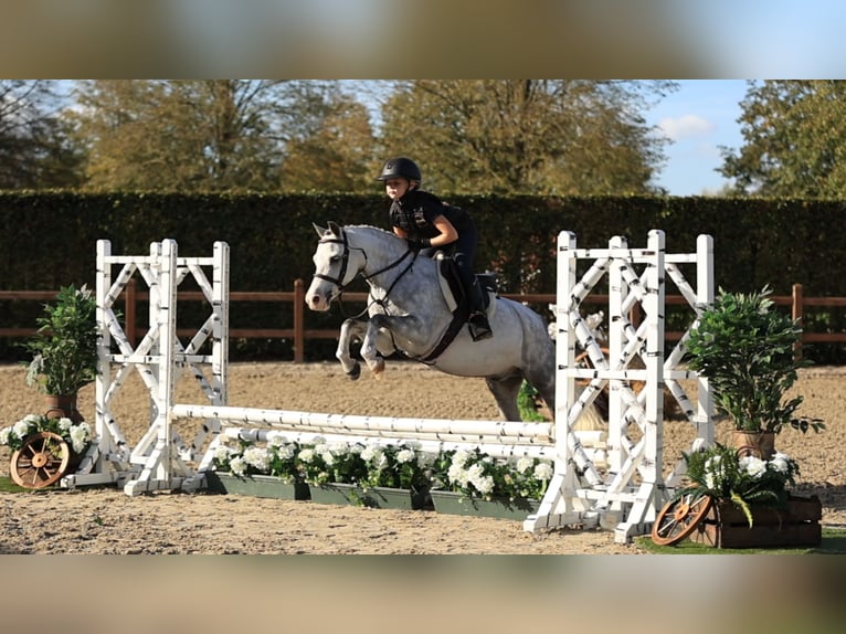 Other Breeds Gelding 6 years 12.1 hh  in Oost West en Middelbeers