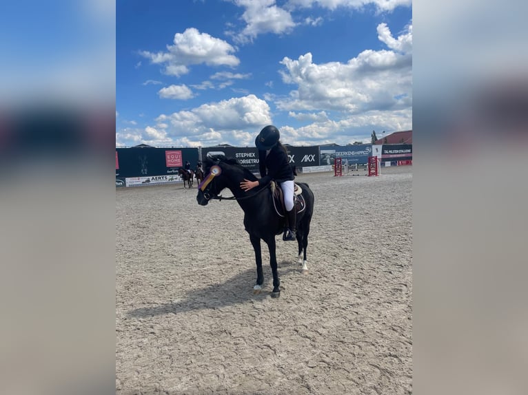 Other Breeds Gelding 6 years 12,2 hh Black in GROTE-BROGEL