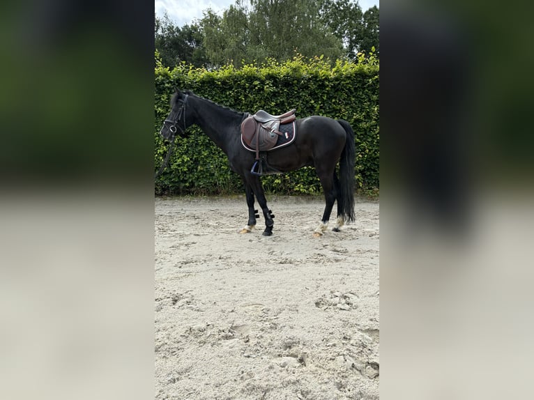 Other Breeds Gelding 6 years 12,2 hh Black in GROTE-BROGEL