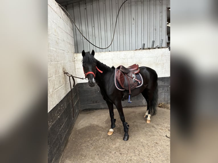 Other Breeds Gelding 6 years 12,2 hh Black in GROTE-BROGEL