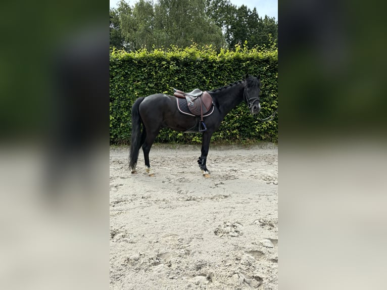 Other Breeds Gelding 6 years 12,2 hh Black in GROTE-BROGEL