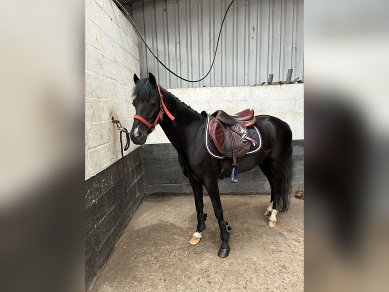 Other Breeds Gelding 6 years 12,2 hh Black in GROTE-BROGEL