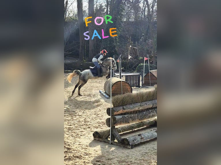 Other Breeds Gelding 6 years 13 hh Grey in Stutensee