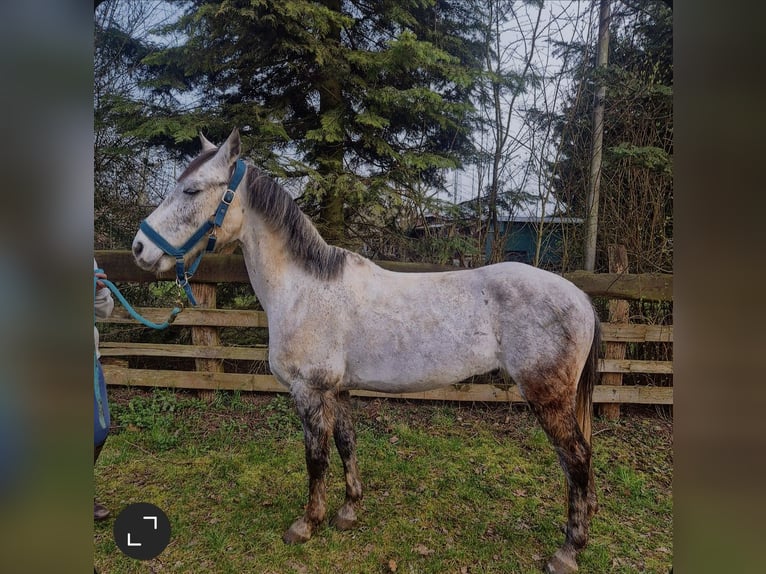 Other Breeds Gelding 6 years 13 hh Grey in Stutensee